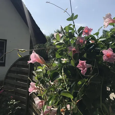 Luettje Heimat * Bohl